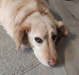 Hyvää yötä meditaatio [2,5min]